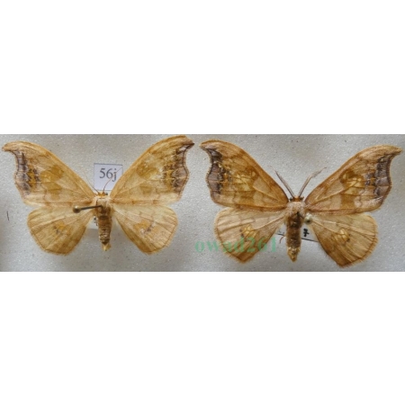 Sabra harpagula (Esper, 1786) pair Wycinka puginałówka Czech56j